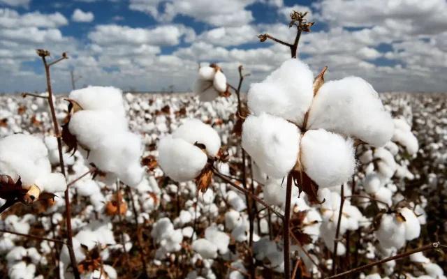 Cotton growing in a field