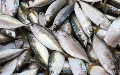 A pile of fresh fish