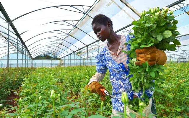 A woman picking fresh flowers