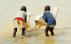 Two young children with two small goats, in shallow water