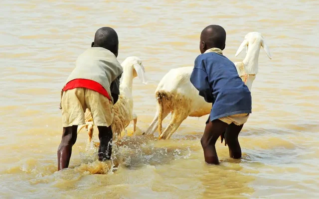 Two young children with two small goats, in shallow water
