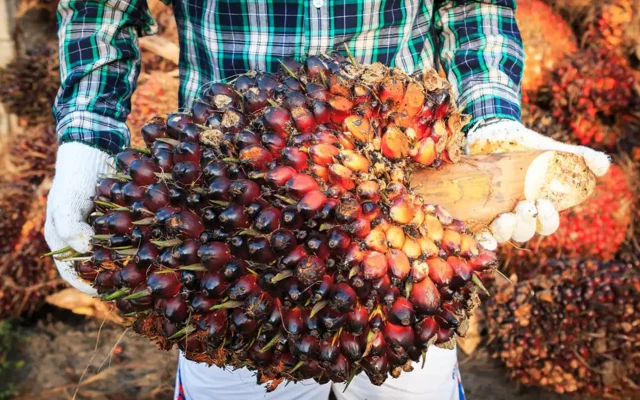 A worker holding fruit harvested from a palm