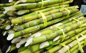 A stack of harvested sugarcane