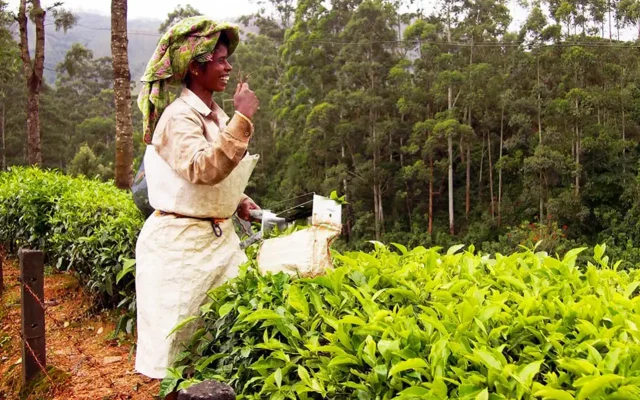 A woman harvesting tea leaves