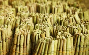 Rolled tobacco leaves