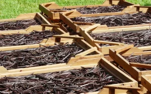 Crates of vanilla beans