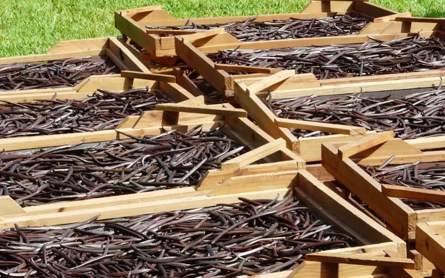 Crates of vanilla beans