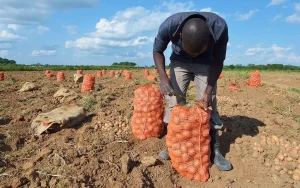 A worker in a field putting harvested potatoes into sacks