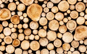 A stack of cut logs