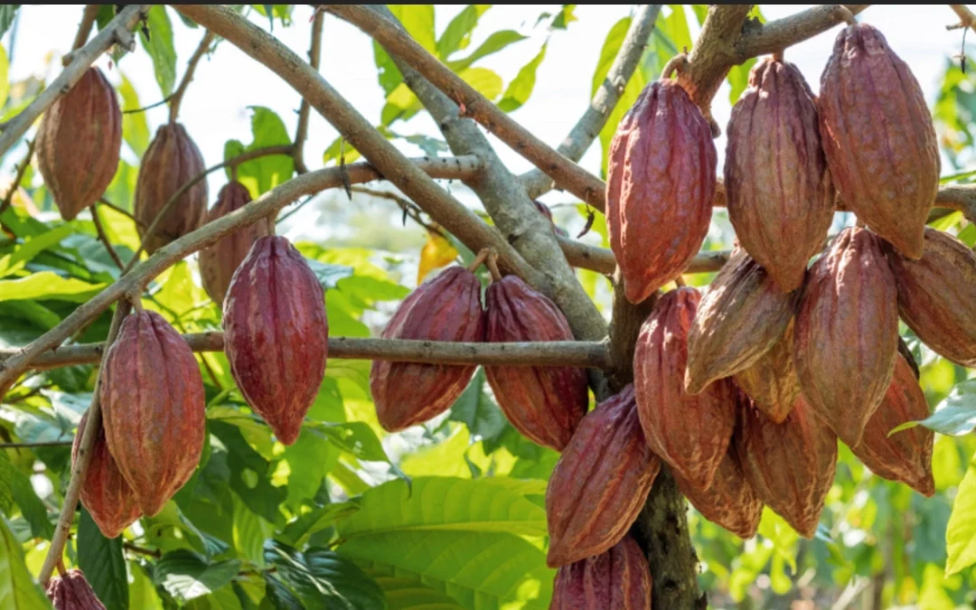 Findings from the field: New research in Ghana and Côte d’Ivoire focused on migrant workers in the cocoa sector