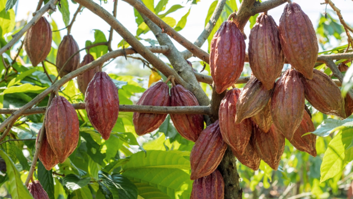 Cocoa Industry