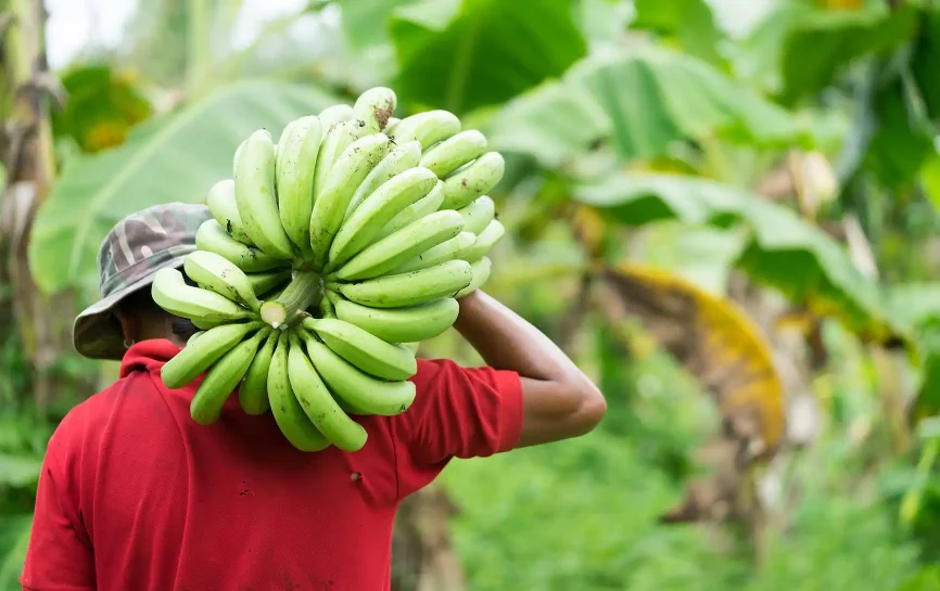 Man carrying large bunch of harvested bananas