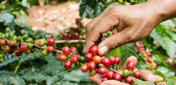 Person harvesting berries from a coffee plant