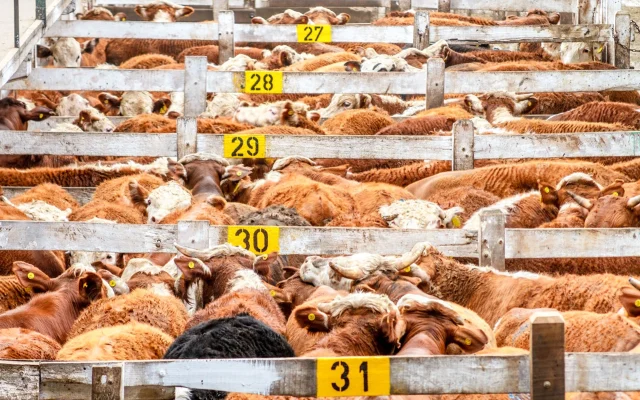 image of cattle