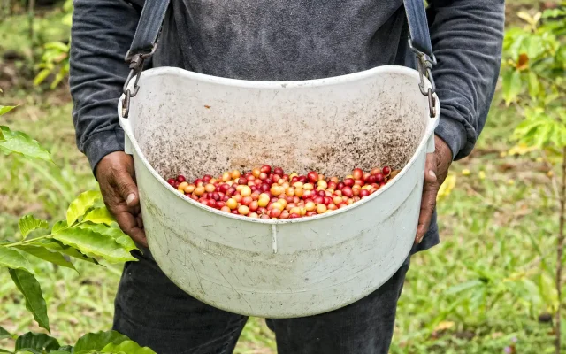 coffee beans in a large bucket