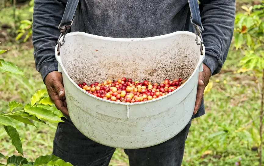 coffee beans in a large bucket