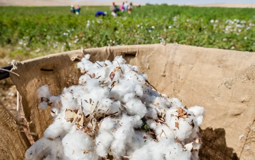 Collecting cotton