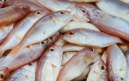 A pile of fresh fish
