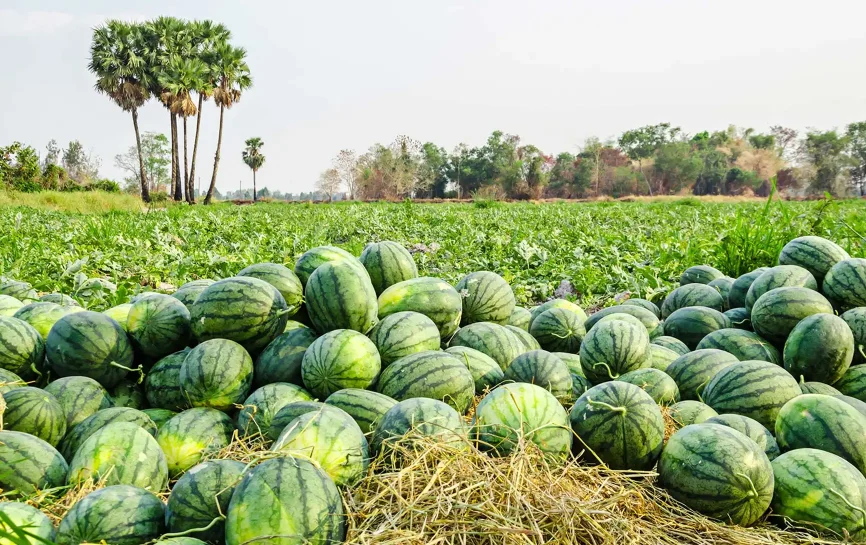 A pile of harvested watermelons in a field
