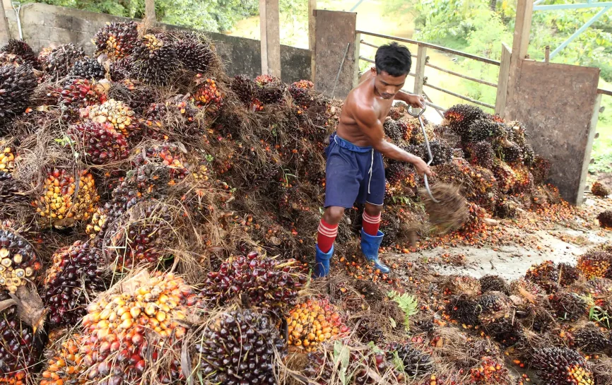 A worker stacking harvested palm fruits