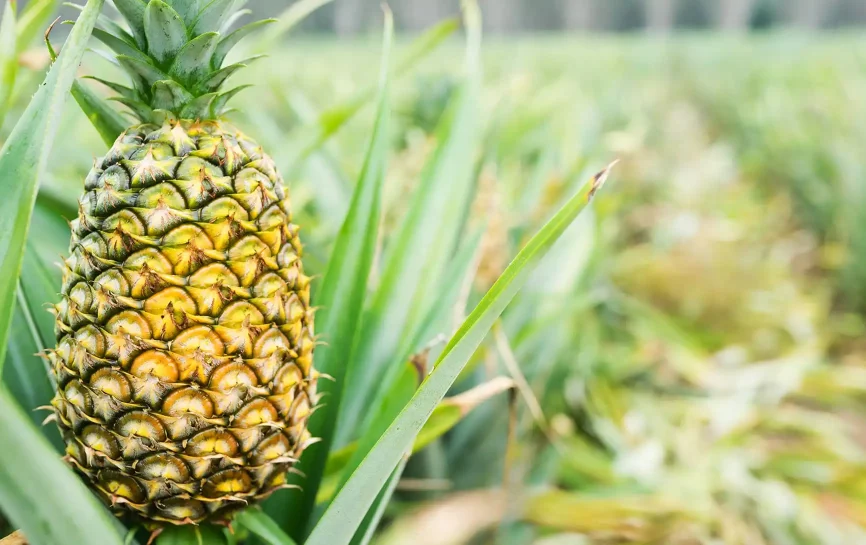 A pineapple growing in a field