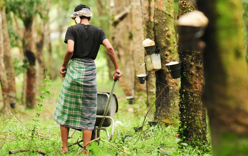 Worker harvesting rubber