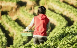 A worker harvesting strawberries in a field