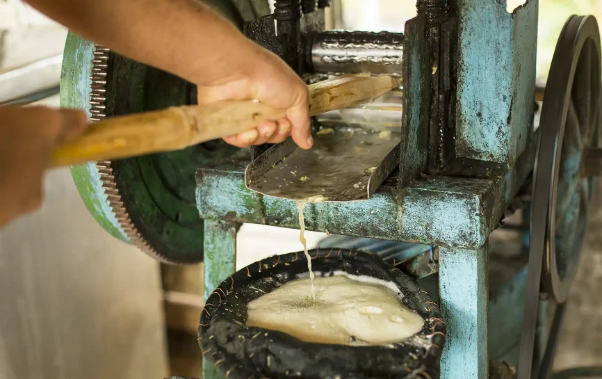 Sugarcane being processed