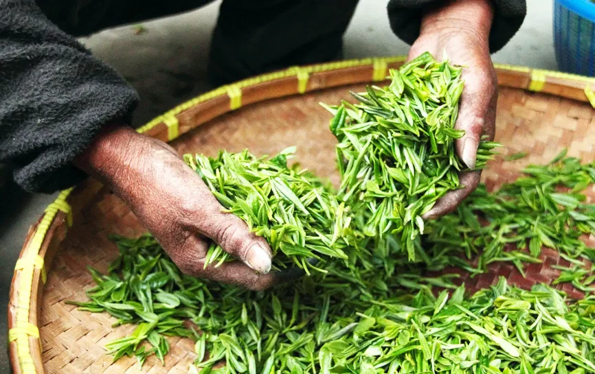 A worker handling tea leaves