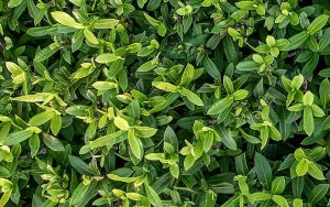 A tea plant