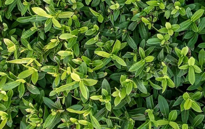 A tea plant