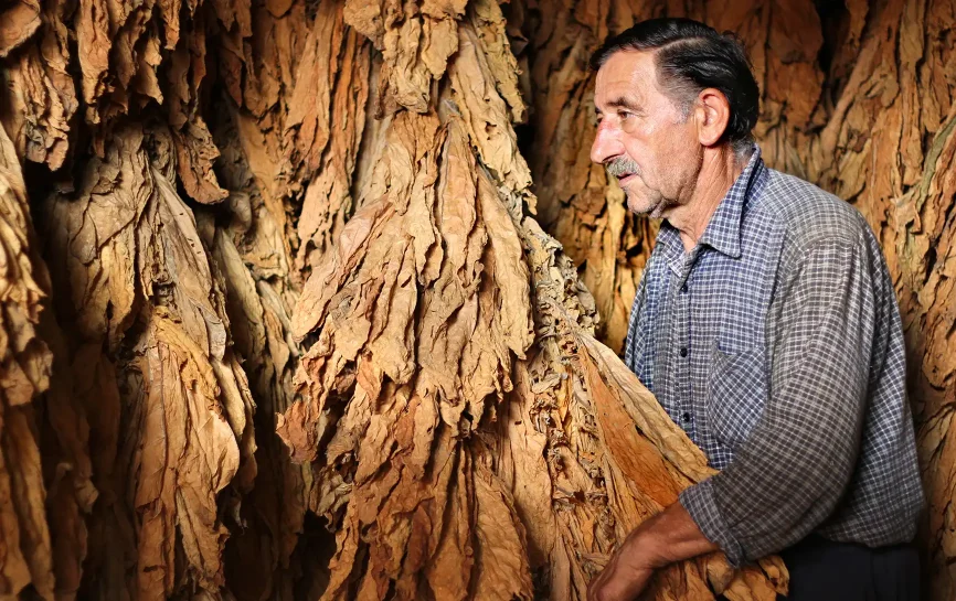 A worker in a storeroom of dried tobacco leaves