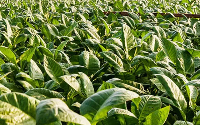 Field of tobacco plants