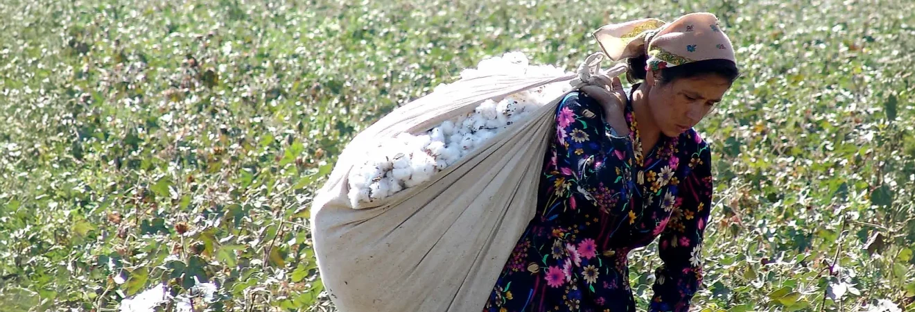 A female cotton picker in a field carrying a large sack of cotton