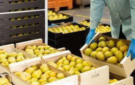 A worker unloading boxes of fruit
