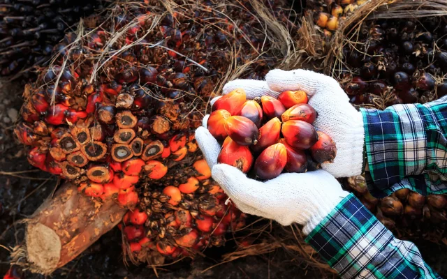 Harvesting fruit from a palm tree