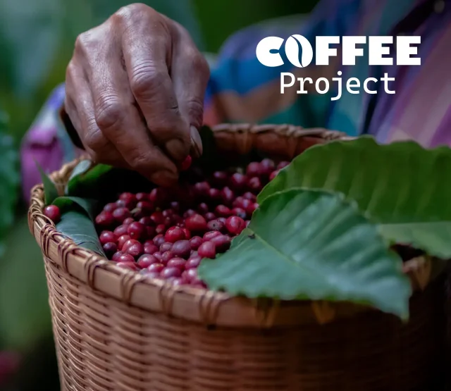 A basket of fresh coffee berries