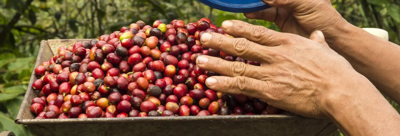 A worker weighing freshly harvested coffee berries