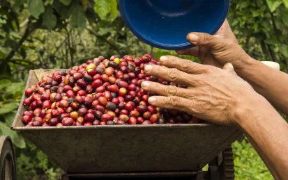A worker weighing freshly harvested coffee berries