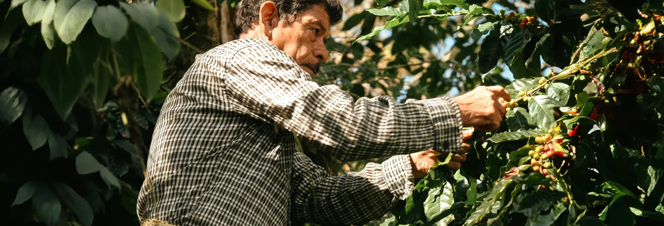 A worker harvesting coffee berries