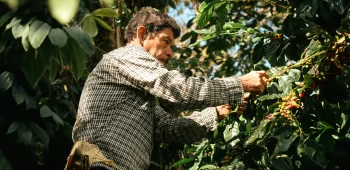 A worker harvesting coffee berries
