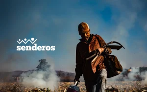 A worker walking through a sugarcane field