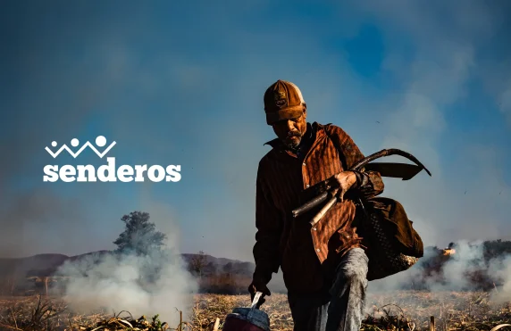 A worker walking through a sugarcane field