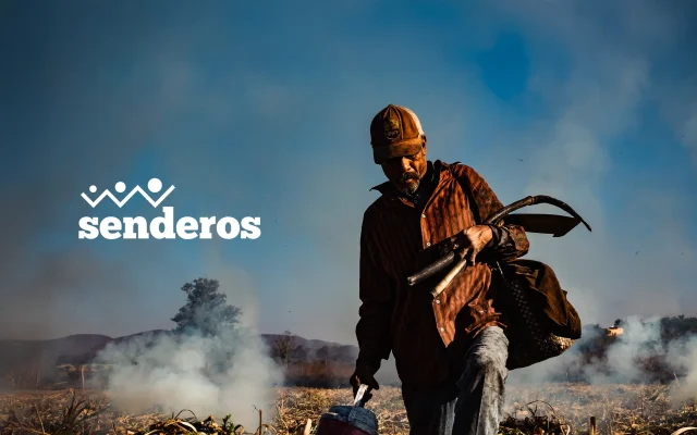 A worker walking through a sugarcane field