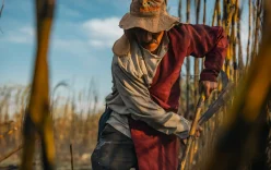 Sugarcane worker