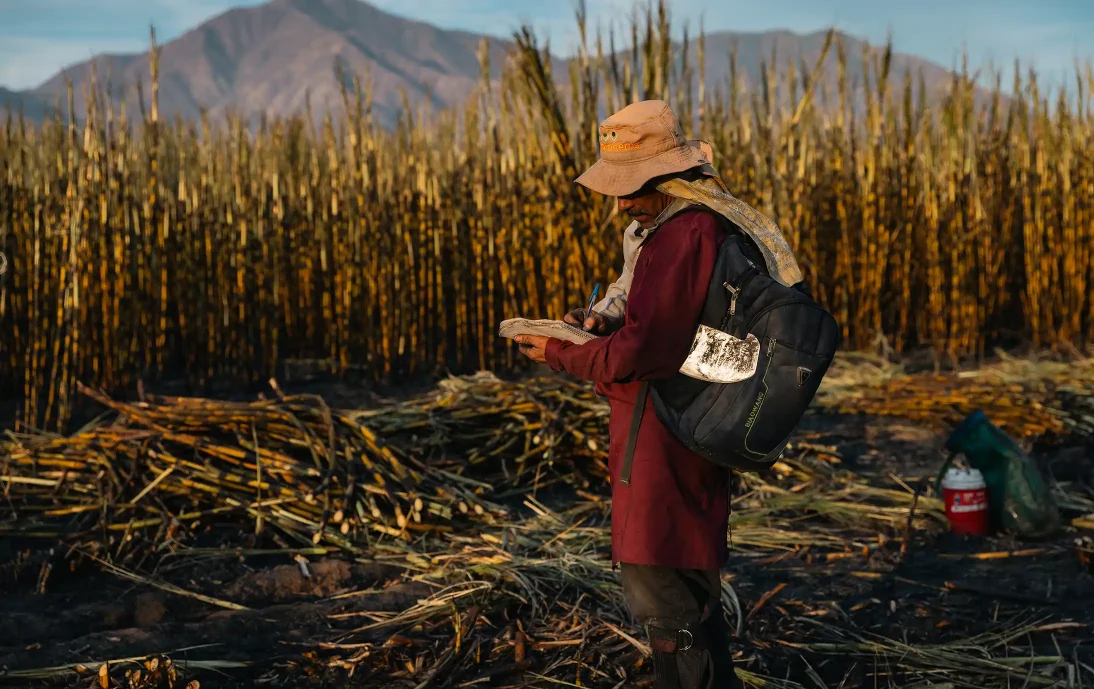 Sugarcane worker