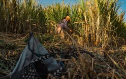 Sugarcane worker