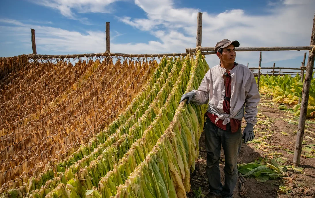 Tobacco worker