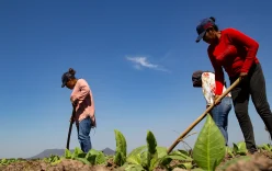 Tobacco worker