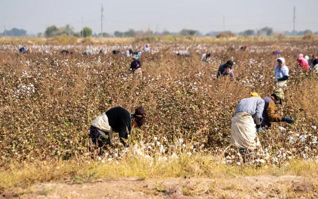 Farmers